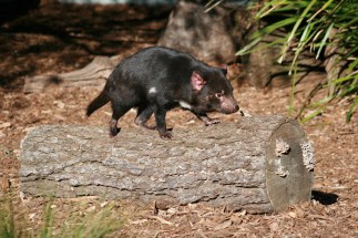 tasmanian-devil-606328
